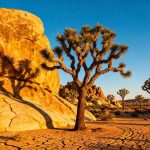 Explore the Otherworldly Landscape of Joshua Tree National Park in California