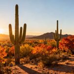 Discover Why Fall Is the Best Time to Visit Tucson, arizona on a Budget