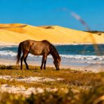 This Georgia Island Is Called the “Galapagos of North America” for Its Untouched Wildlife