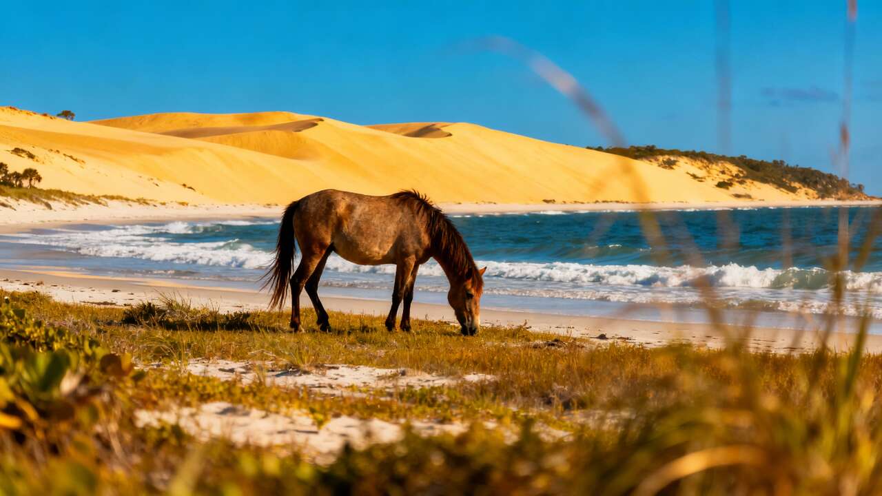 This Georgia Island Is Called the “Galapagos of North America” for Its Untouched Wildlife